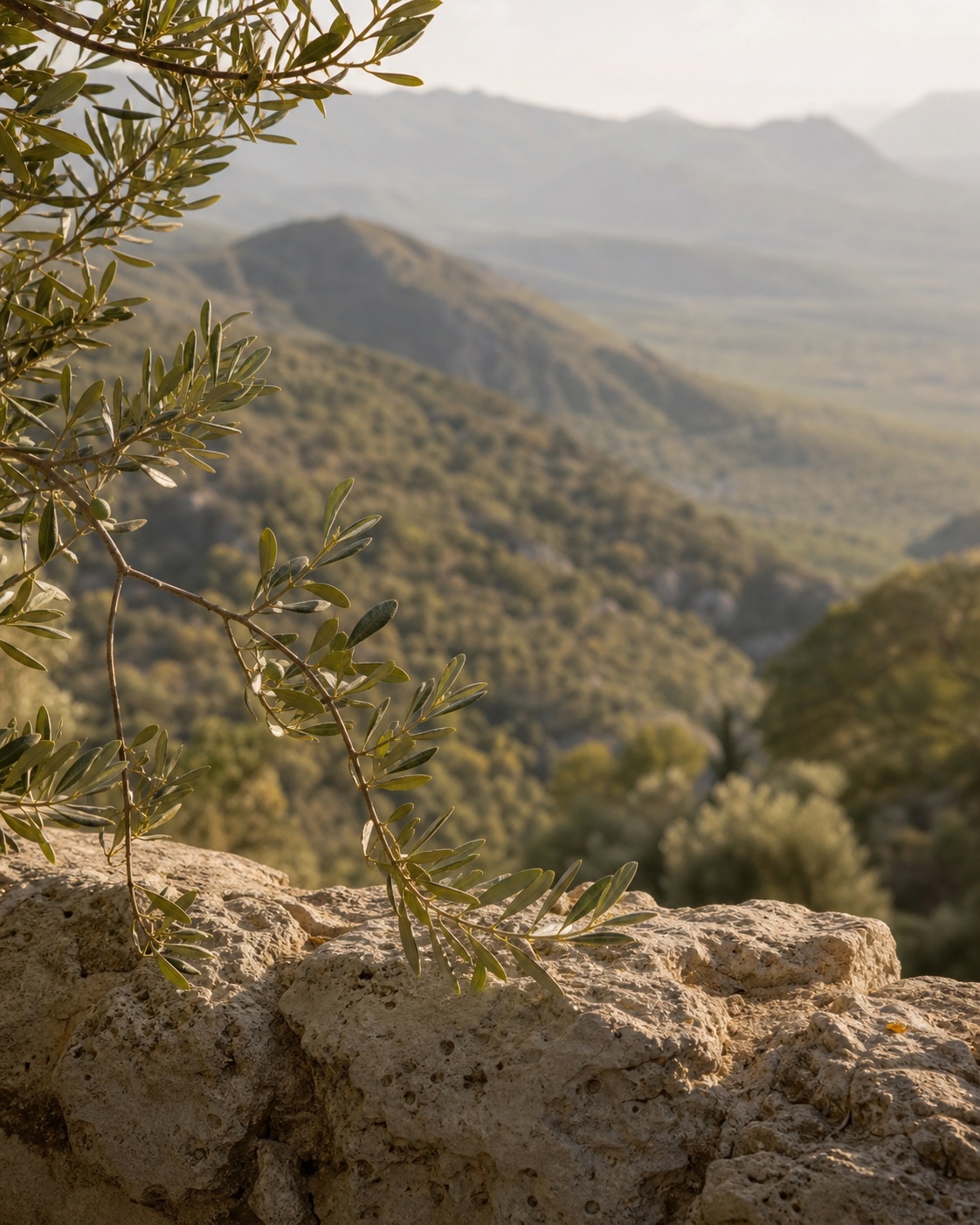 Indicative landscape mood study with olive branches, pale stone and a mountain valley